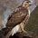 Types of Hawks Birds Prey