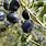 Types of Olive Trees