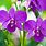 Types of Purple Orchids
