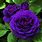 Types of Purple Roses