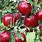 Types of Red Apple Trees