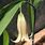 Uvularia Sessilifolia
