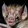 Vampire Bat Nose