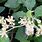 Vernonia Zeylanica