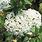 Viburnum × Burkwoodii
