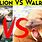 Walrus vs Sea Lion