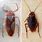 Water Beetle vs Cockroach