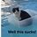 Water Cat Funny Meme Animals