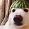 Watermelon Dog Meme