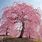 Weeping Sakura Tree