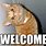Welcome Funny Cat