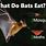 What Bats Eat