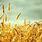 Wheat Background Image