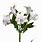 White Alstroemeria Flower
