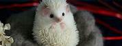 White Baby Hedgehog