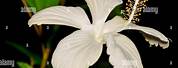 White Color Shoe Flower