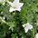 White Cranesbill