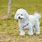 White Curly Dog Breed