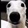 White Dog Meme Nose