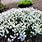 White Flower Ground Cover Perennial