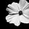 White Flower in Black Background