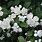 White Flowering