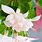 White Fuchsia