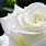 White Rose HD