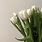 White Tulips Pinterest