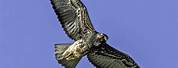 White-Tailed Hawk Photo