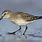White-rumped Sandpiper Flying