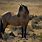 Wild Buckskin Horses