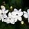 Wild Jasmine Flower