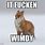 Windy Fox Meme