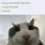 Wireless Cat Meme