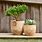 Wood Plant Pots