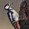 Woodpecker Bird Images