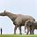 World's Largest Land Mammal