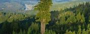 World's Largest Redwood Tree