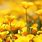 Yellow Floral Background Wallpaper