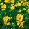 Yellow Lanceolata Blooms