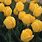 Yellow Tulip Bulbs