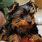 Yorkie Pictures