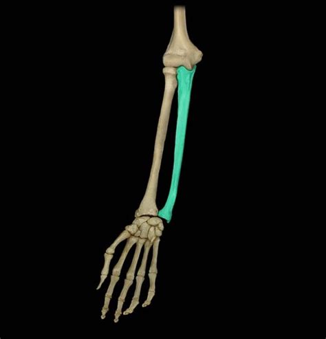 Upper Limb Anatomy: Forearm, Wrist, Hand Bones and Muscles Flashcards ...