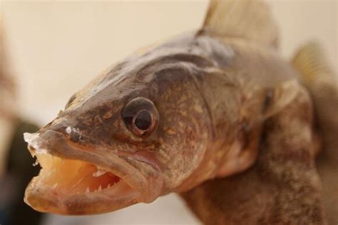 DNR Looking At Reducing Statewide Walleye Limit For 2027 - NewsBreak