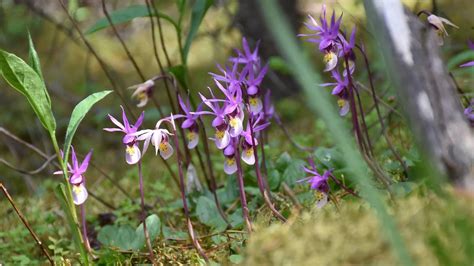 Monthly meeting of the Foothills Orchid Society, Marda Loop Communities ...
