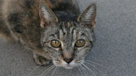 April festivals coming up in Modesto CA and the Mother Lode | Merced ...