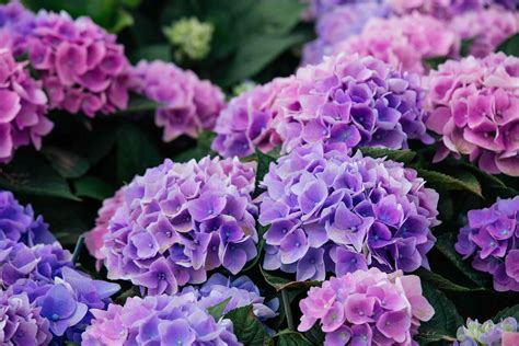 How to Create the Perfect Soil for Hydrangeas for Healthier, More ...