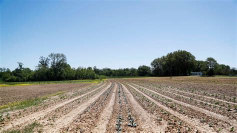 How a TN man's AI initiative could benefit farmers around the world