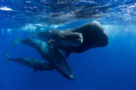 sperm whale group